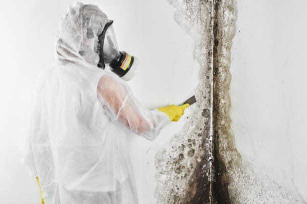 Best Mold Removal Company Near Me  in Peoria, IL