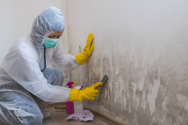 Best Professional Mold Removal  in Peoria, IL