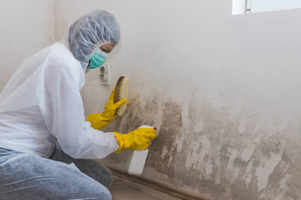 Best Office Mold Removal Services  in Peoria, IL