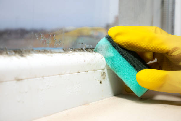 Best Fast Mold Removal  in Peoria, IL