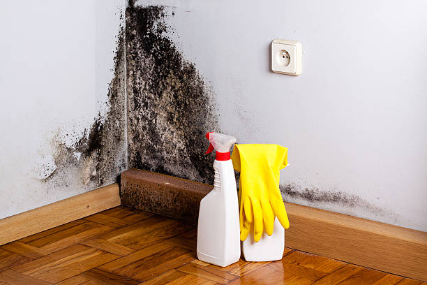 Best Residential Mold Removal  in Peoria, IL