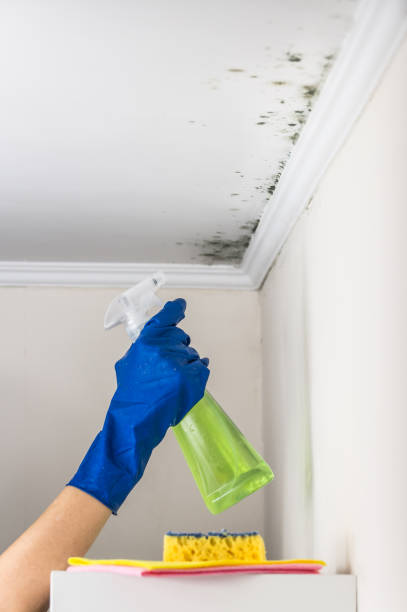 Best Mold Remediation  in Peoria, IL