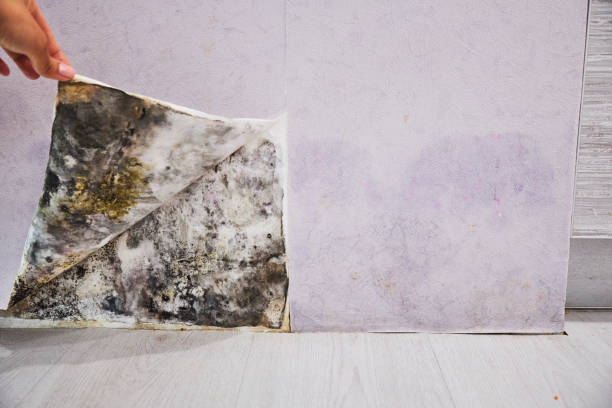 Mold Removal and Inspection in Peoria, IL